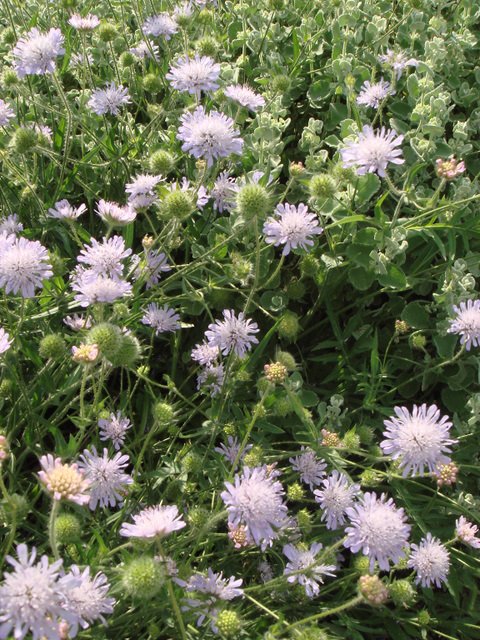 Knautia arvensis